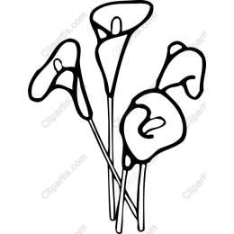 Calla Lily