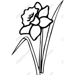 Elegant Flower in