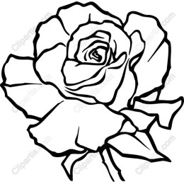 Elegant Rose