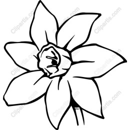 Black and White Daffodil