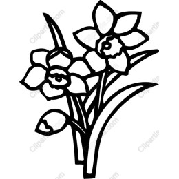Elegant Daffodil