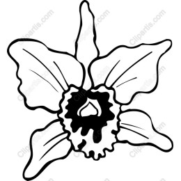 Orchid Flower