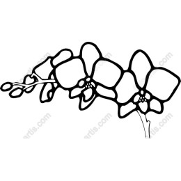 Orchid Flower