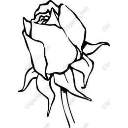 Elegant Rose