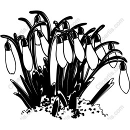 Snowdrop