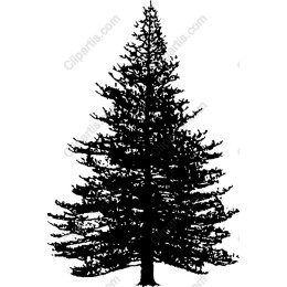 Elegant Pine Tree