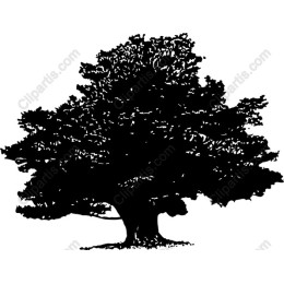 Majestic Oak Tree