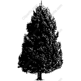 Majestic Evergreen Tree
