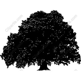 Majestic Tree