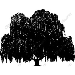 Willow Tree