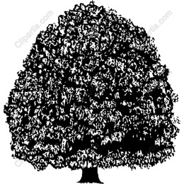 Majestic Tree