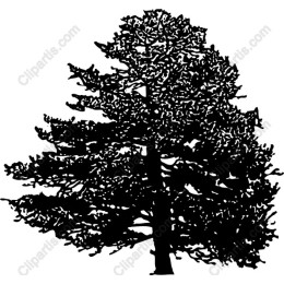 Majestic Tree