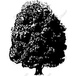 Majestic Tree Black