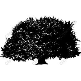 Majestic Tree