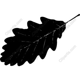 Elegant Oak Leaf