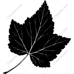 Black Maple Leaf