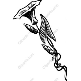 Elegant Floral Vine