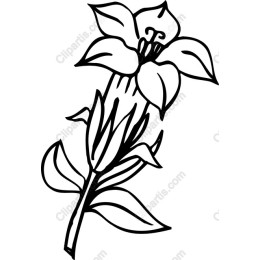 Delicate Flower