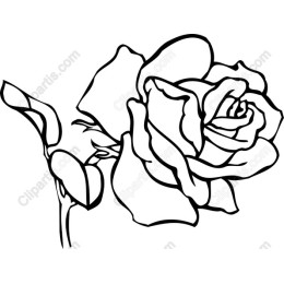 Timeless Black and White Rose