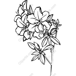 Delicate Floral