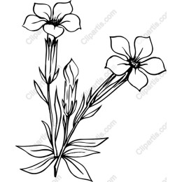 Floral Elegance Hand-Drawn