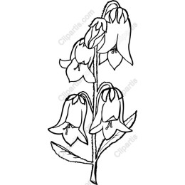 Delicate Bellflower