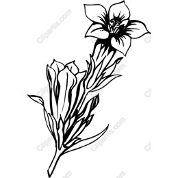 Delicate Floral