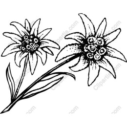 Edelweiss Floral