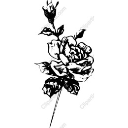 Elegant Rose