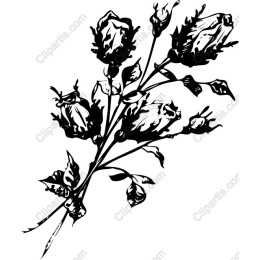 Elegant Black-and-White Rose Branch