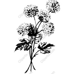 Elegant Black and White Floral