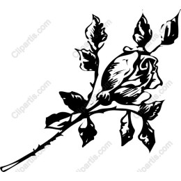 Elegant Black Rose
