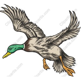 Flying Duck