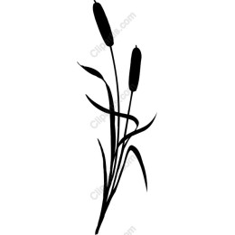 Elegant Cattail