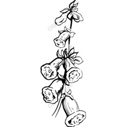 Elegant Floral