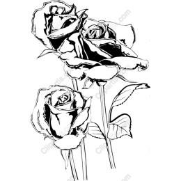 Elegant Black-and-White Rose