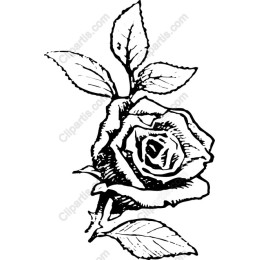 Elegant Black and White Rose