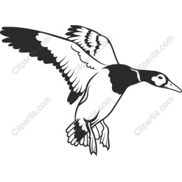 Flying Bird in Black and White