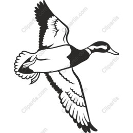Flying Duck