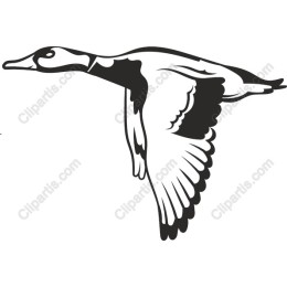 Flying Duck