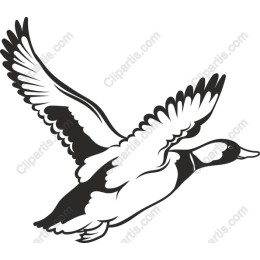 Flying Duck