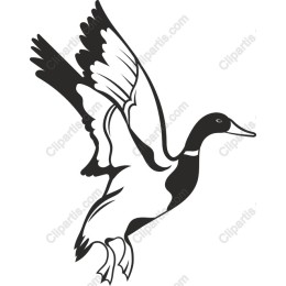 Flying Duck in and