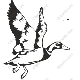 Flying Duck
