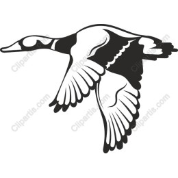 Soaring Duck