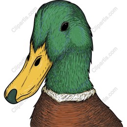Mallard Duck