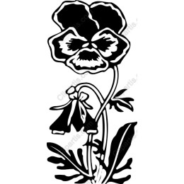 Elegant Pansy Flower