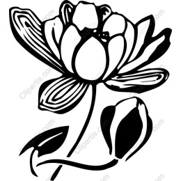Elegant Lotus Flower