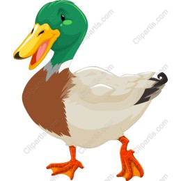 Playful Duck