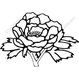 Elegant Hand-Drawn Peony