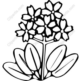 Elegant Flower